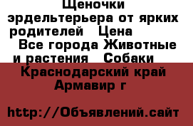 Щеночки эрдельтерьера от ярких родителей › Цена ­ 25 000 - Все города Животные и растения » Собаки   . Краснодарский край,Армавир г.